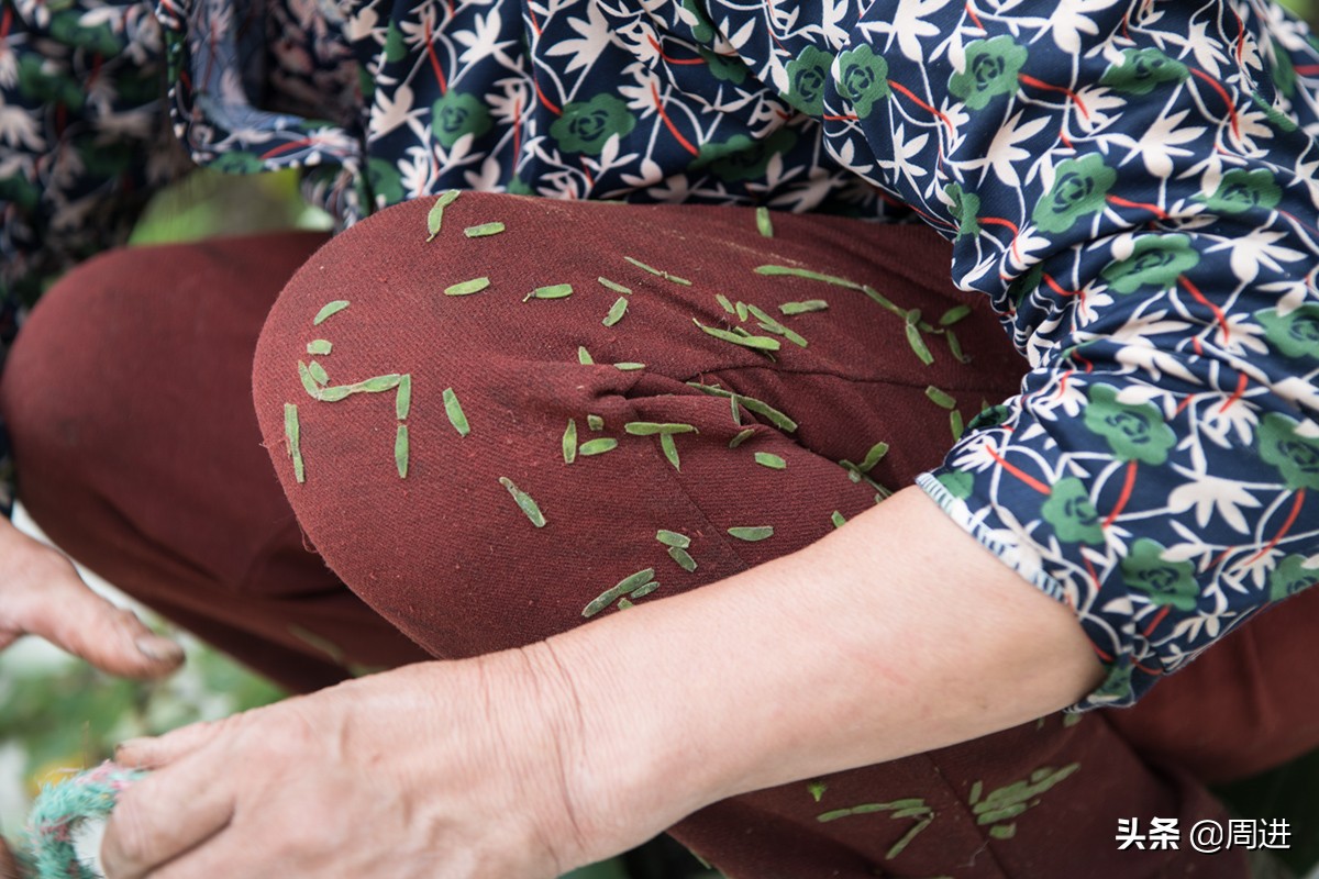 这种果子的果肉酷似一条虫子,野外发现一种奇怪的野果