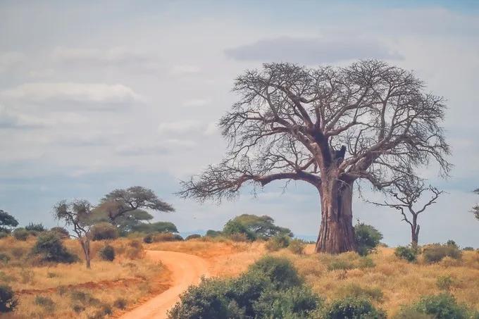 坦桑尼亚之旅,坦桑尼亚东非草原