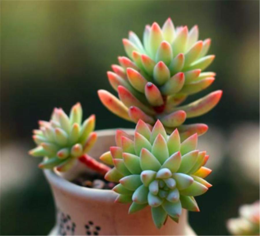 怎样才能让千佛手爆盆,千佛手爆盆以后怎么处理