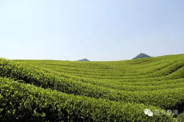 五一去婺源千古茶园,婺源茶文化旅游路线攻略