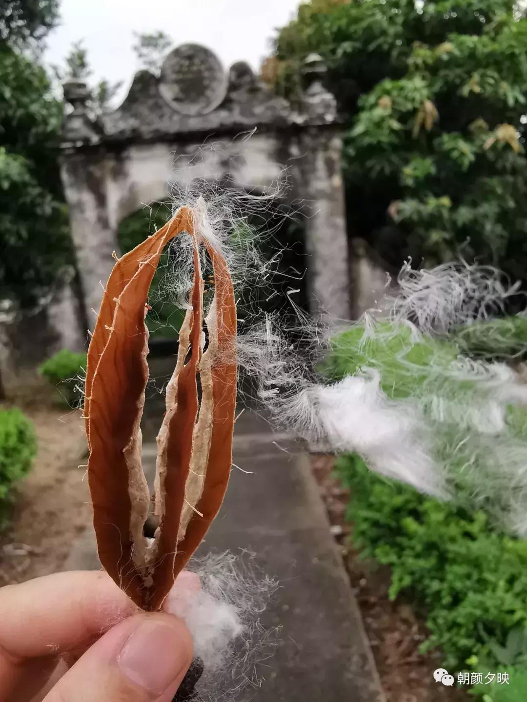 岐阳梧桐起凤环，鹭兮鹭兮寻不见（上）