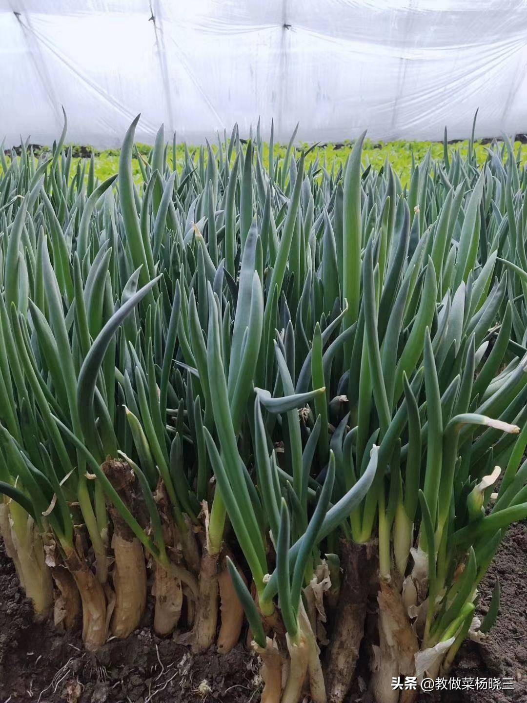 家里碳烤肉串,在家炭炉烤串