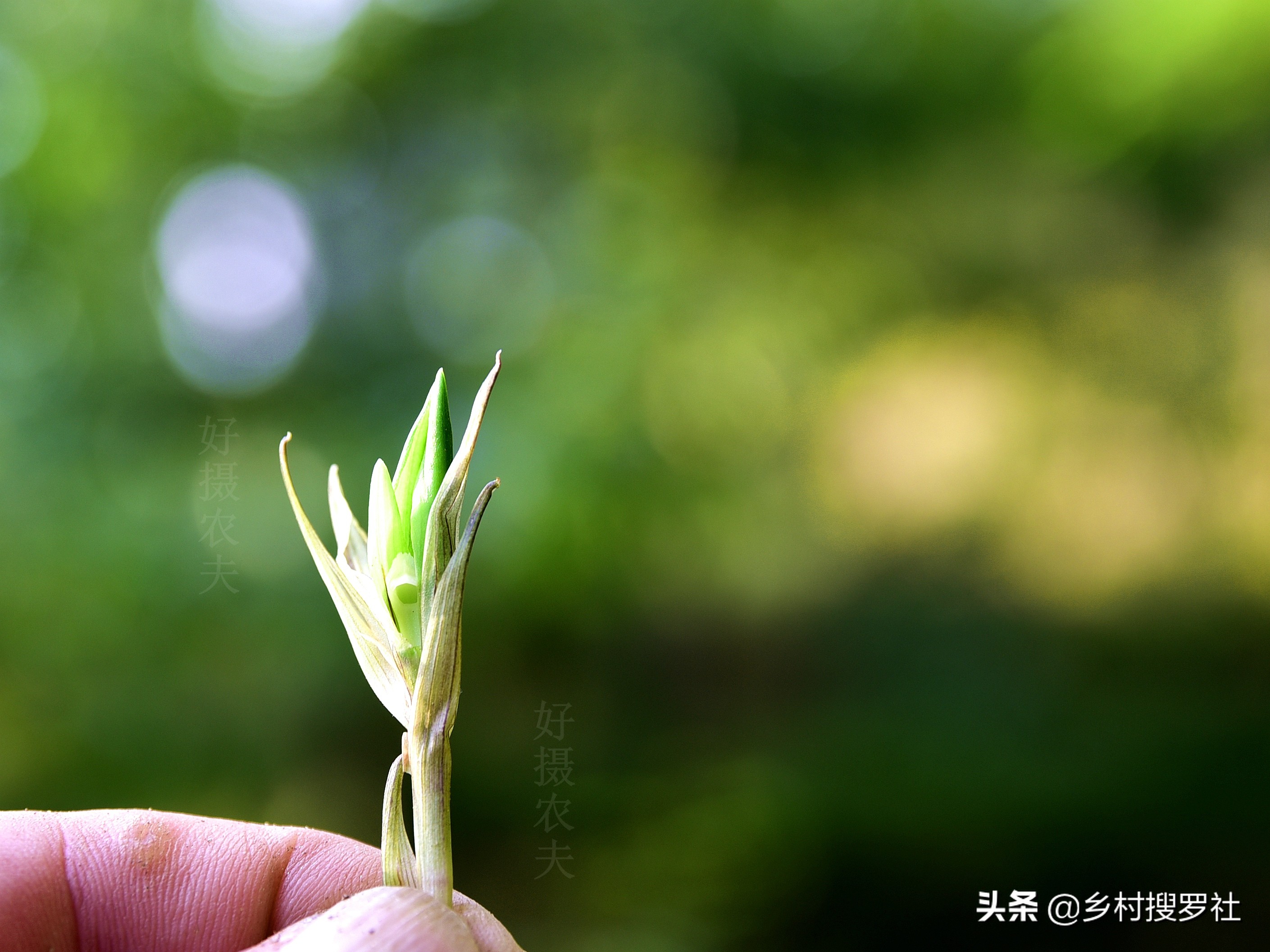 兰花得了炭疽病怎么治,兰花得了炭疽病怎么办