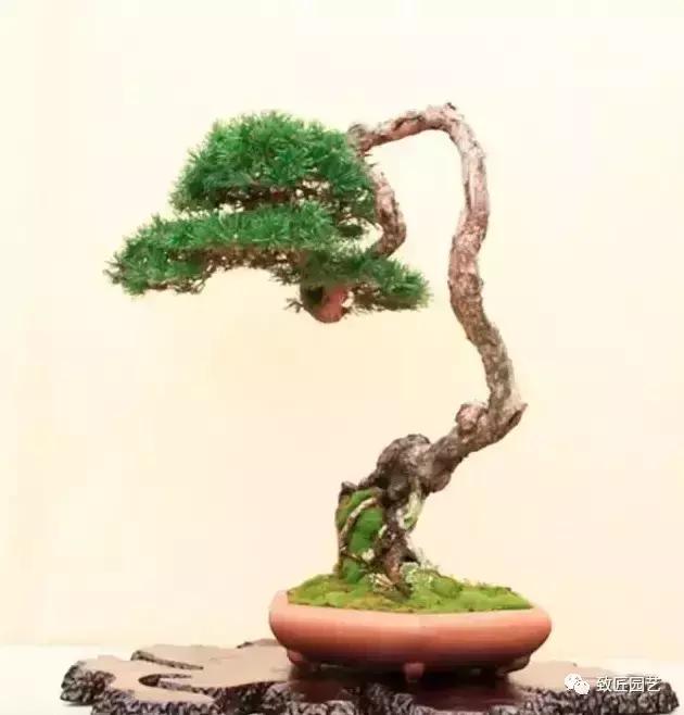 泰山松文人盆景,山松盆景100幅欣赏