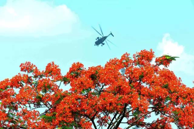 毕业季的凤凰花和栀子花,毕业季凤凰花开的时候