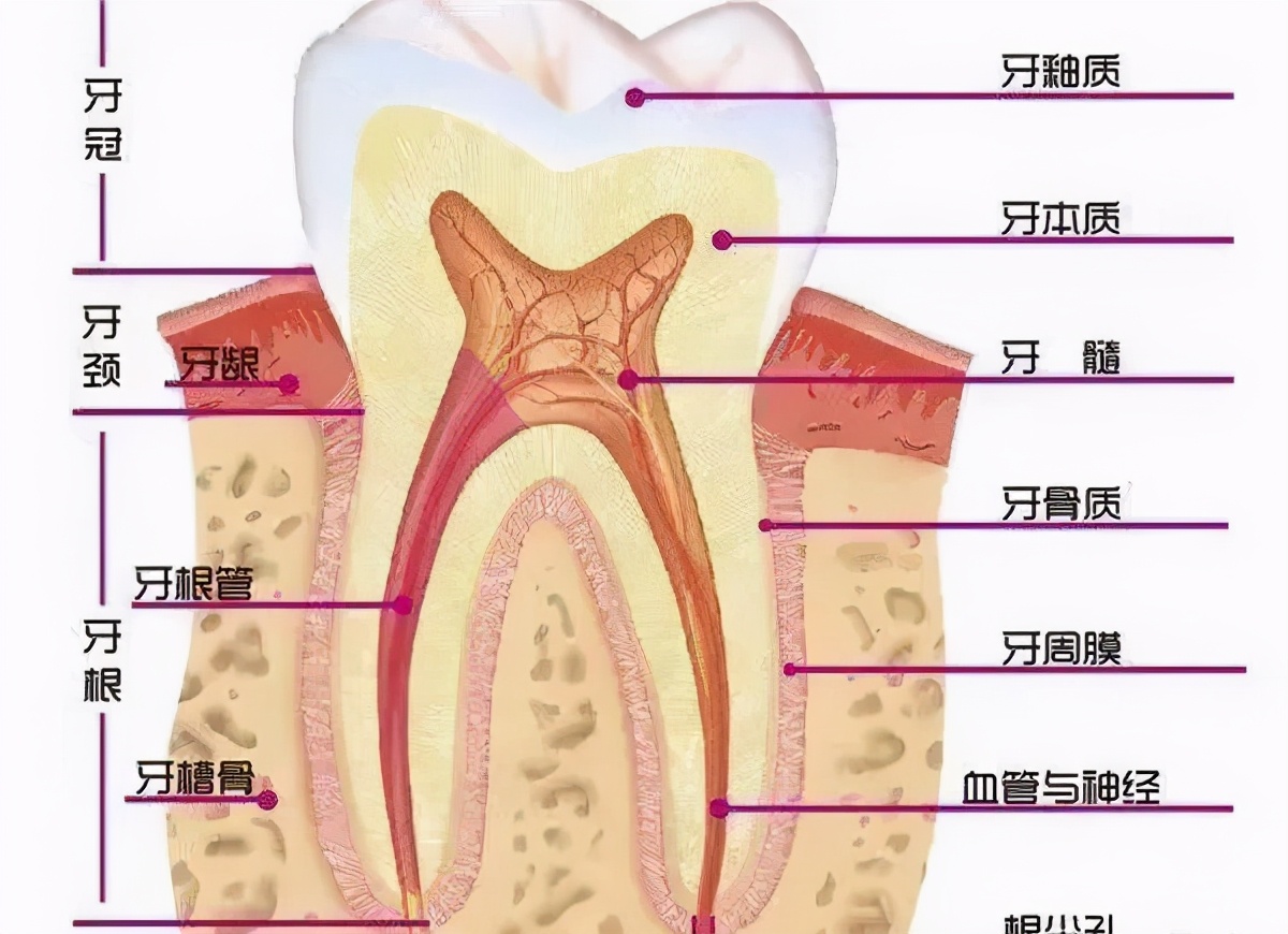 牙齿松动一定需要拔牙吗,牙齿松动还需要补牙吗
