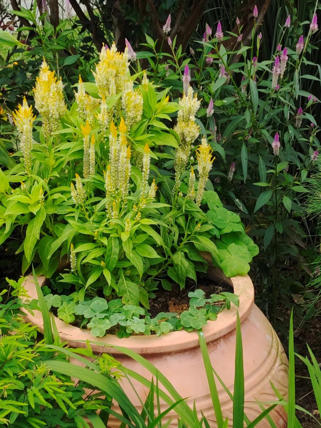盆栽植物僵苗怎么了,养的植物总是僵苗