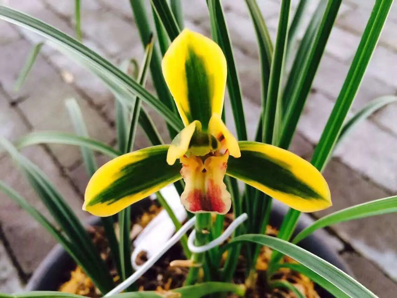 兰花叶片发黑怎么回事,兰花叶片发黑是什么原因