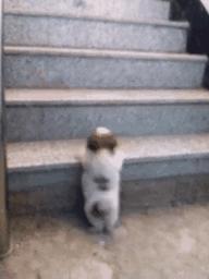 小短腿表情包动态图,超级可爱的表情包小脚