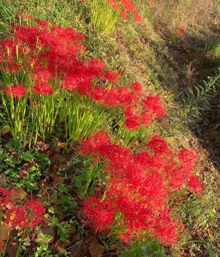 现场实拍曼珠沙华 (全职法师曼珠沙华)