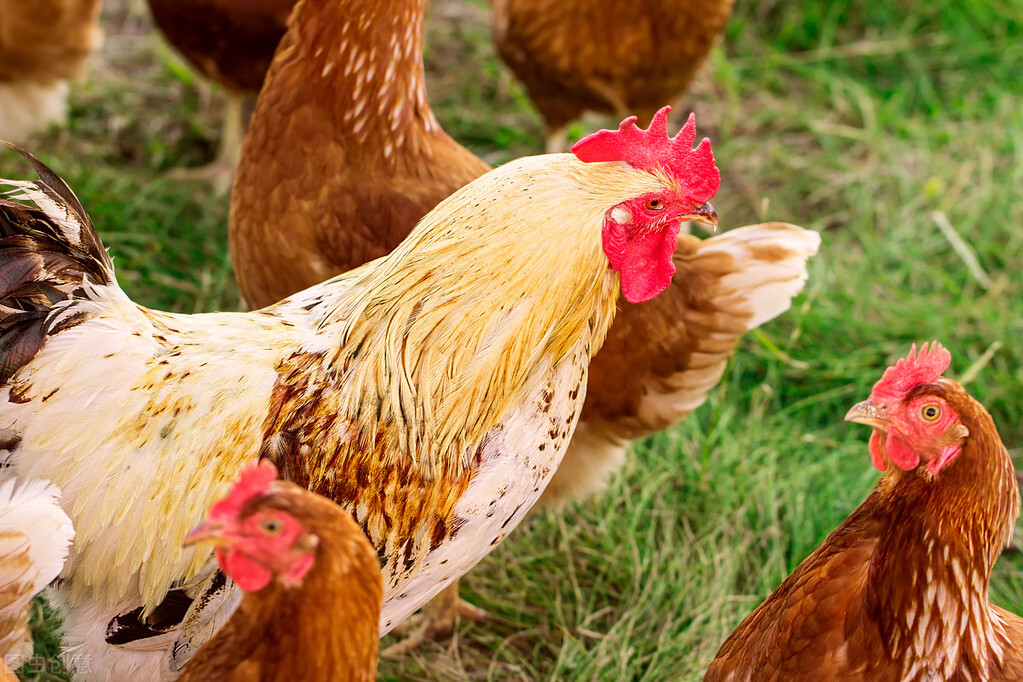 鸡眼睛肿怎么治疗最快,鸡一侧眼睛肿是怎么回事