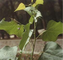 杨树如何防止虫害,杨树螨类虫害怎么治疗