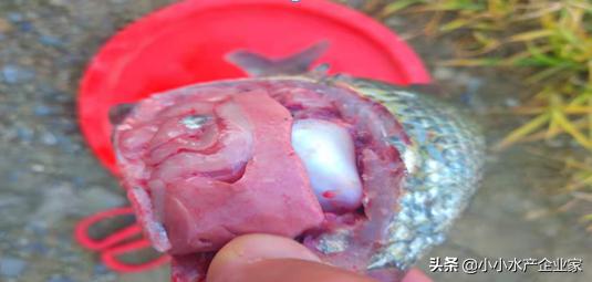 鳊鱼出血病防治,养猪大户郭老板