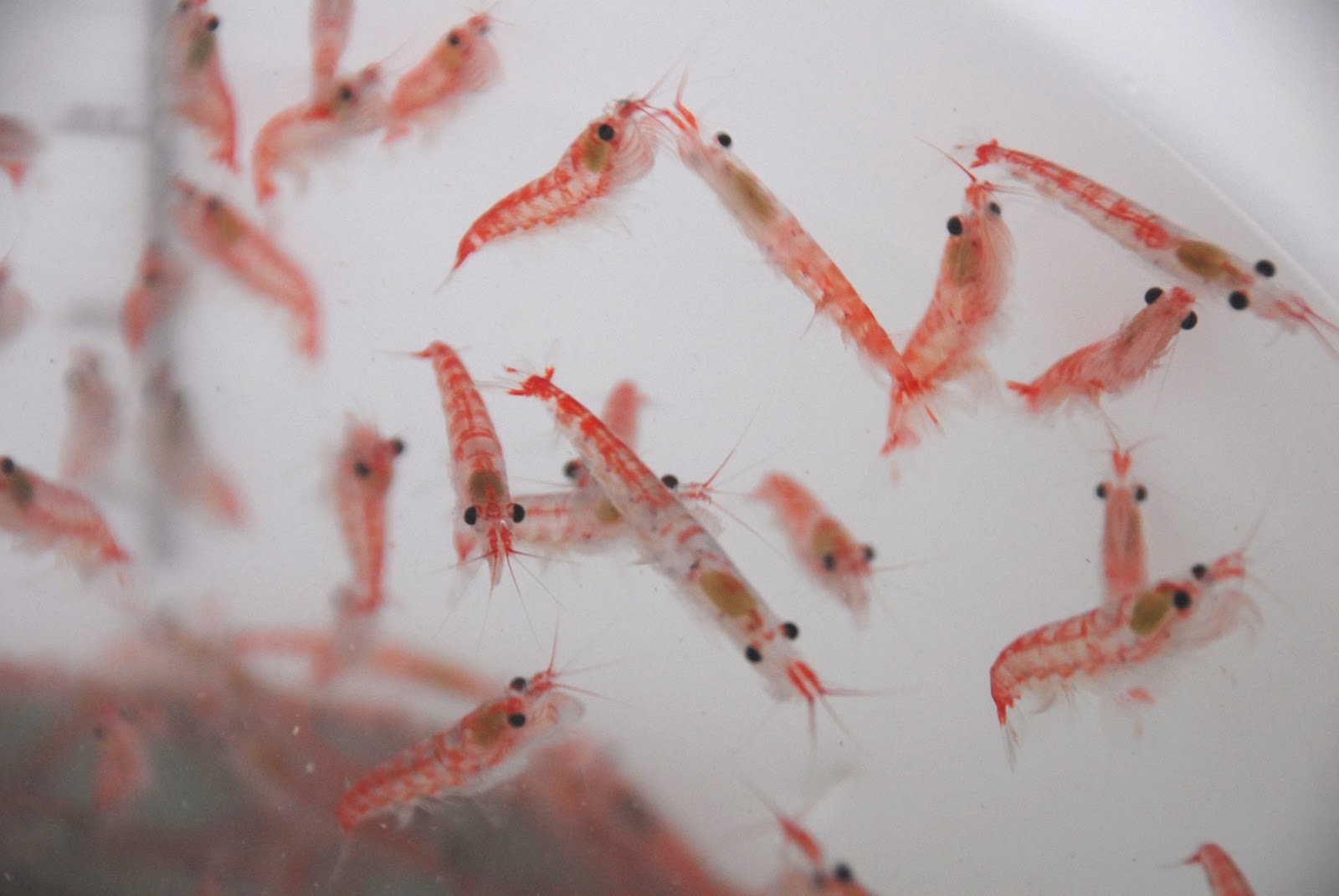 磷虾危机：6.5亿吨“蛋白库”，人类动了鲸鱼的“奶酪”？