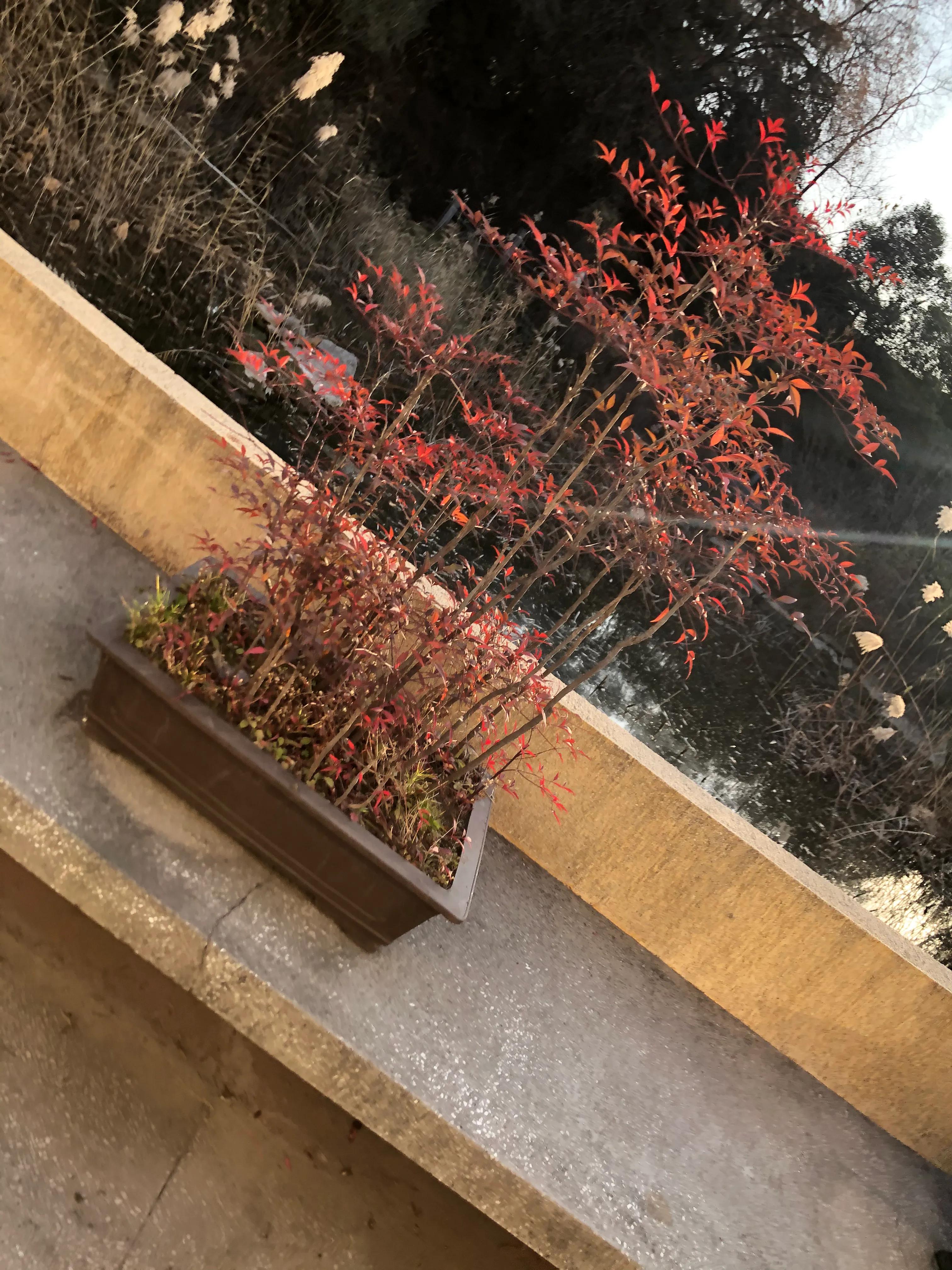 平顶山河滨公园旅游攻略,平顶山森林公园游记