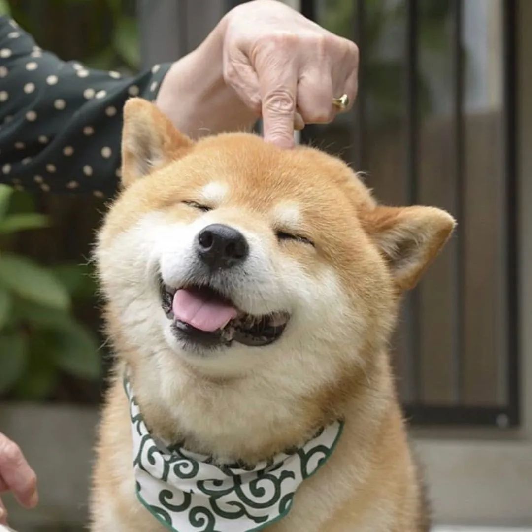 这5种狗你都敢养,建议新手便宜养的10种狗