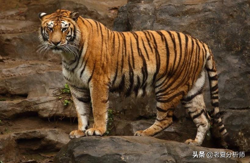 长隆野生动物园旅游全攻略,带你领略长隆野生动物世界