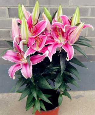 百合花开花期怎么管理,百合花开花时如何管理