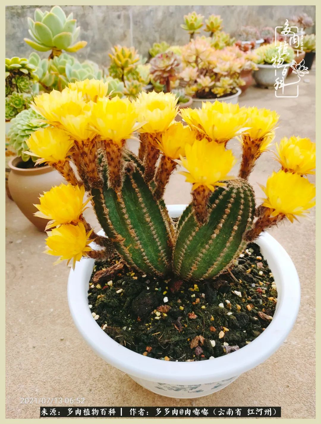 这个春天我们一起去赏花,这个季节我们一起去看花