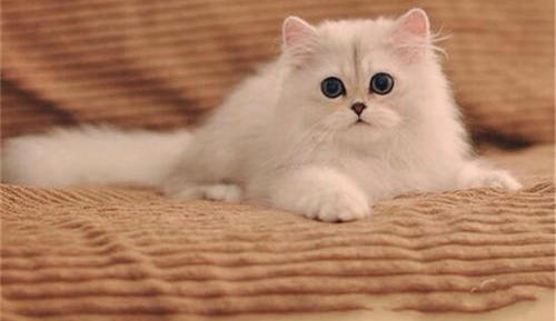 读完名家名篇的动物描写，恨不得穿过屏幕抱抱它们