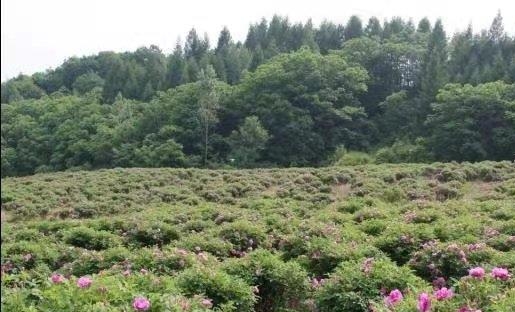 通化市五道江玫瑰谷,通化玫瑰谷山庄位置