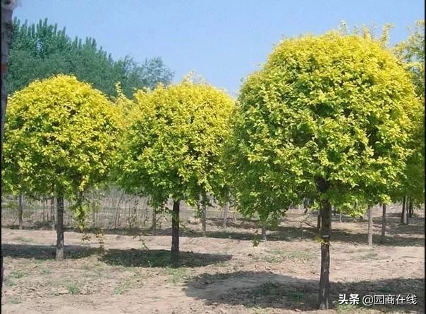 本地大型苗木快速起苗品种齐全,高杆苗木培育技术