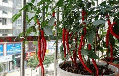盆栽辣椒结果少,家里盆栽辣椒打枝的正确方法