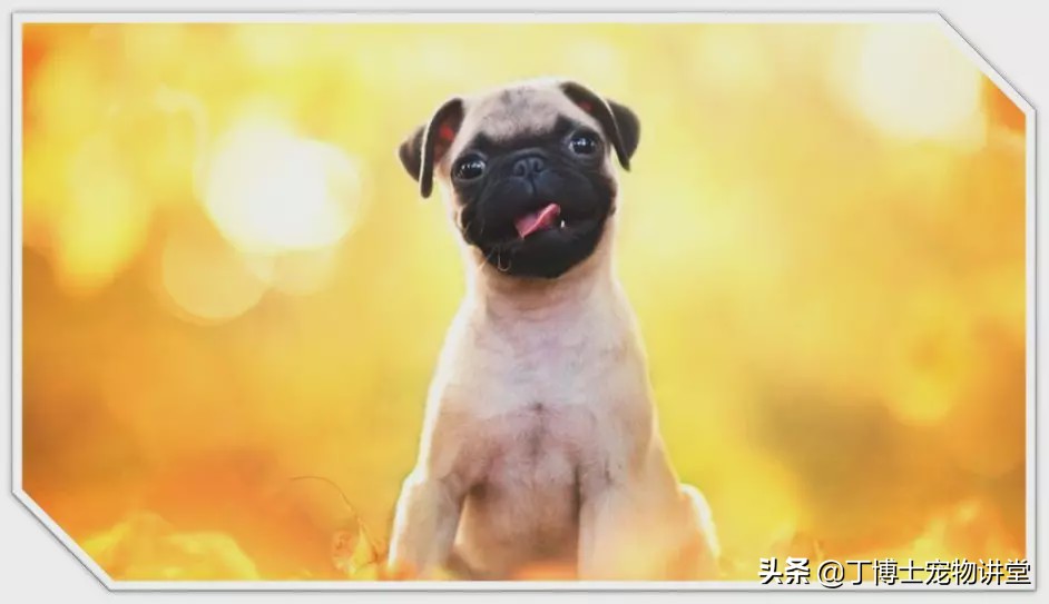 宠物狗基础护理知识大全,狗狗产后低血钙怎么在家急救