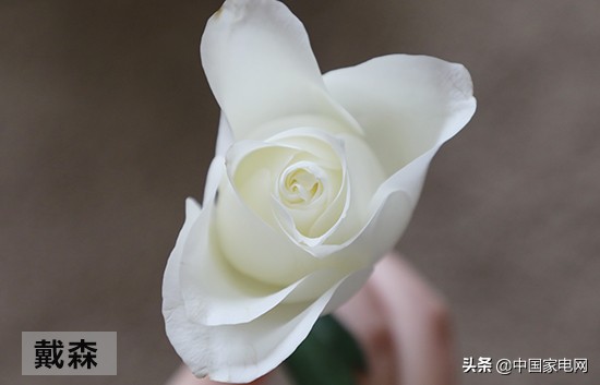 巴慕达加湿器与戴森加湿器,戴森和巴慕达哪个省电