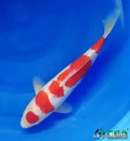 日本锦鲤吃什么长得快又好养,想养锦鲤养水需要加什么