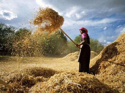 閲庣敓璋峰瓙鏈変粈涔堢敤,閲庣敓绋荤殑鑺掑埡