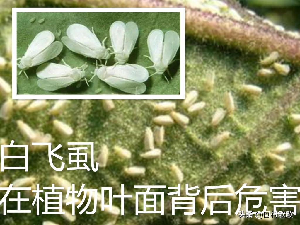棉叶蝉虫害防治方法,棉花芒蝽象防治