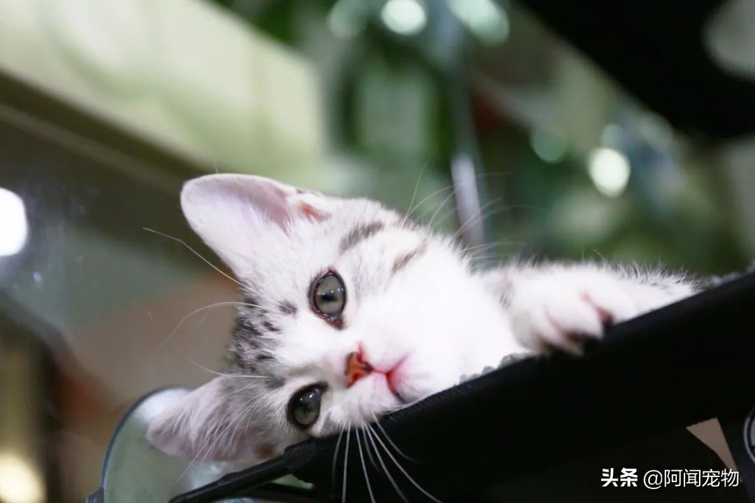 猫咪不洗澡也很干净,猫咪洗澡没冲干净有什么影响