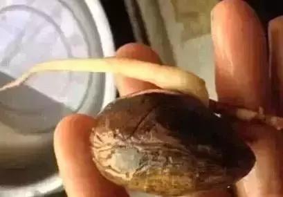 香木手串盘发绿,菩提手串如何快速盘发亮