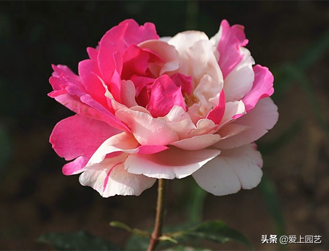 十种最漂亮的月季,最迷人的月季花墙搭配图