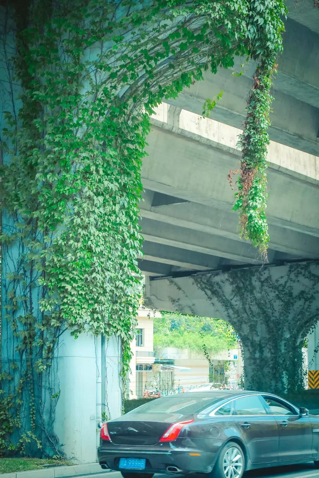 荷花池vs春熙路,成都荷花池攻略技巧