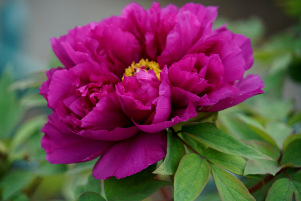 c调口琴太湖美,口琴c调太湖美