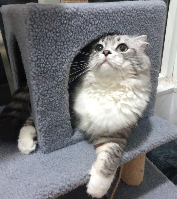 养的猫咪死了真的还能再相遇吗,经历了猫咪生病去世你还想养猫么