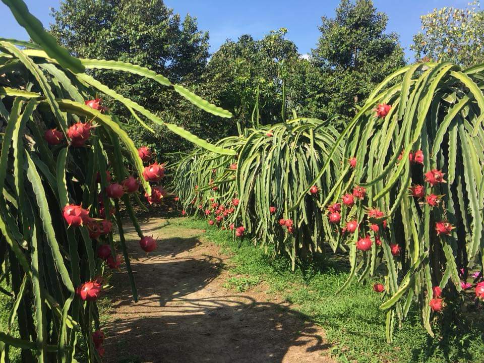 越南芹苴水上活动,越南芹苴水上市场
