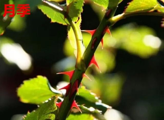 真正的月季花苗,最便宜的月季苗