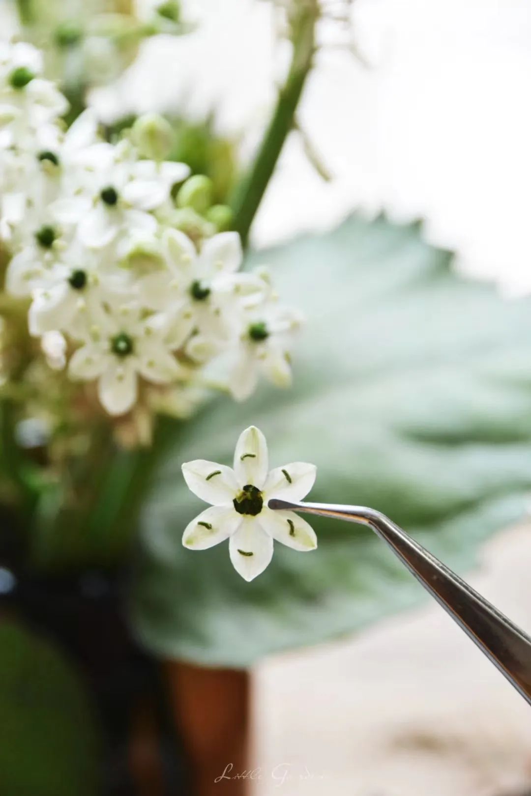 家里要有氛围感什么花比较好,家里高级的花
