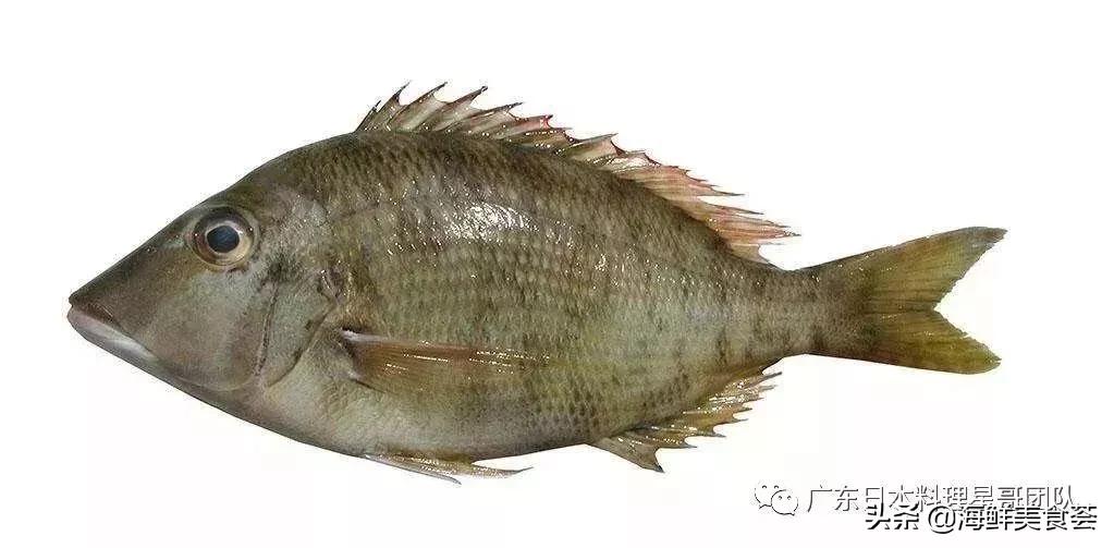 这5种淡水鱼值得多吃,中国最好吃的鱼类排行榜