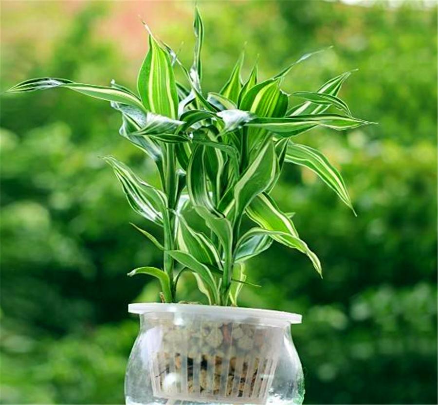 水培铜钱草如何杀蚊虫,水培铜钱草起小飞虫怎么办