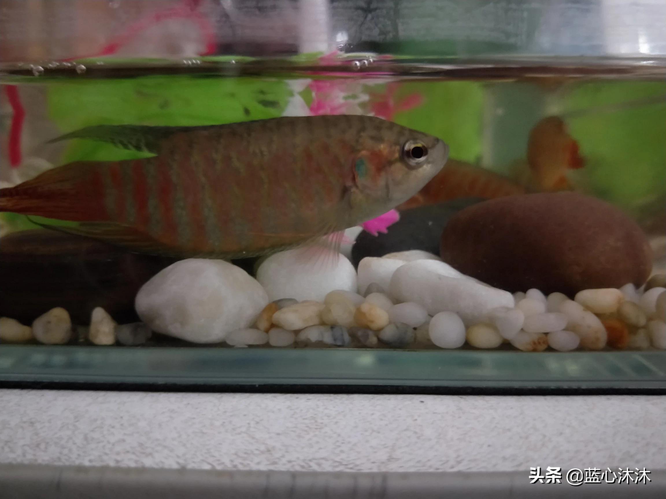 家养鱼死了预示什么,宠物鱼死亡是什么原因