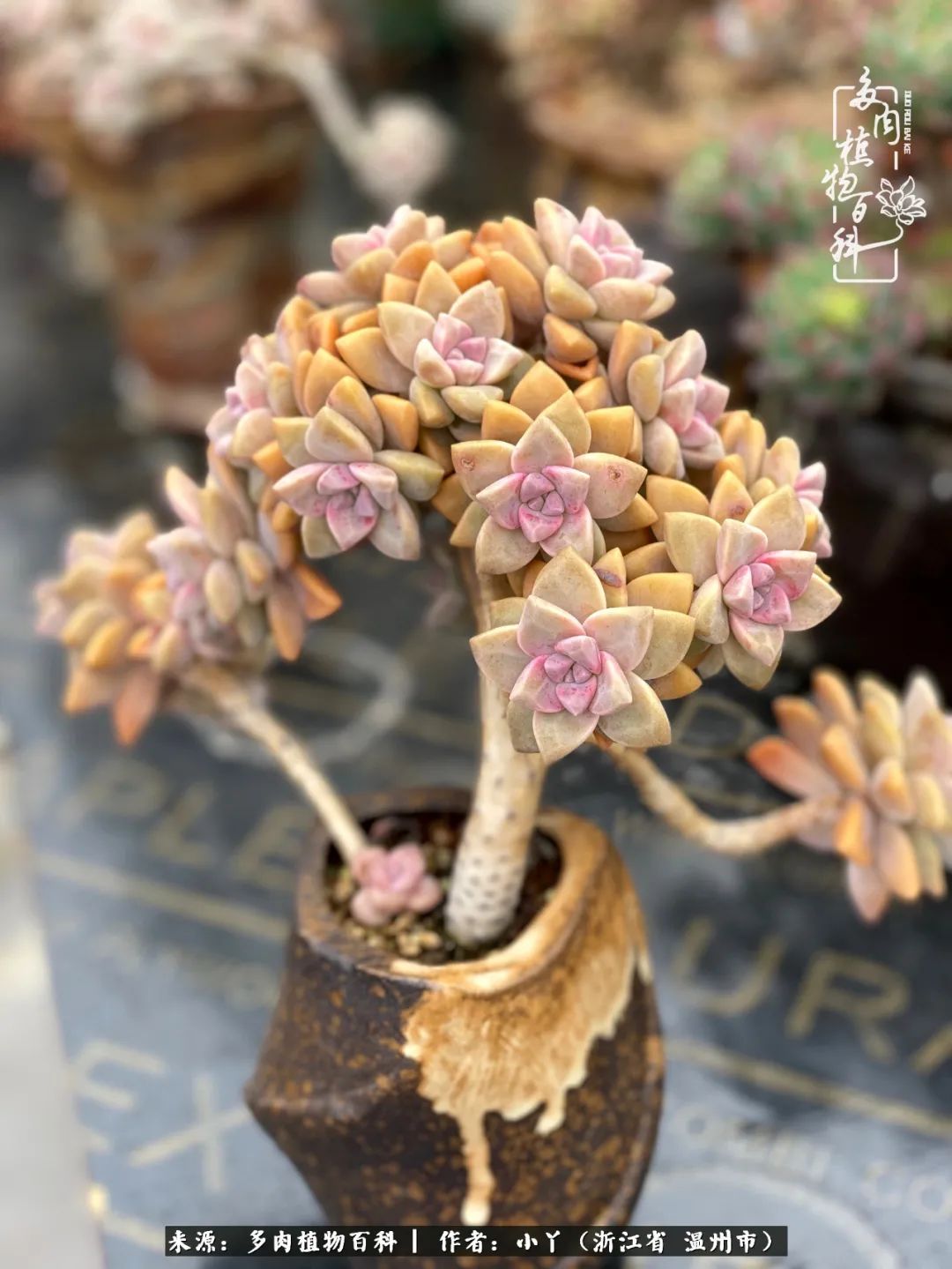 祖上无院家里无矿,一腔浪漫情怀付诸楼顶造花