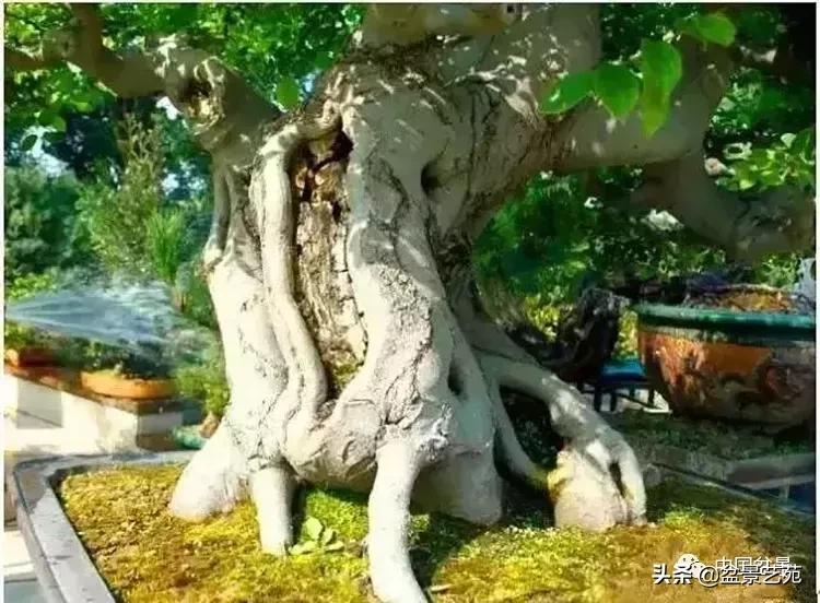 最简单的金奖盆景,金奖榆树盆景制作