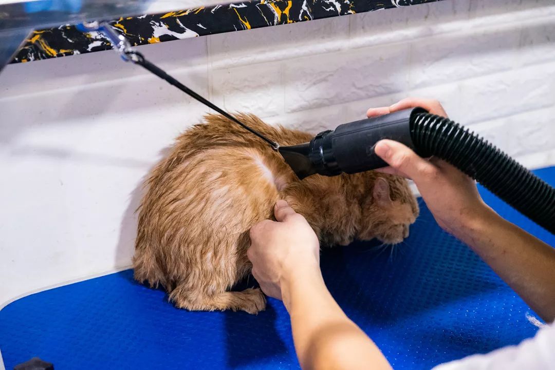 吹爆汕头这家「宠物精灵聚集地」美容、洗剪吹、零食,一应俱全…