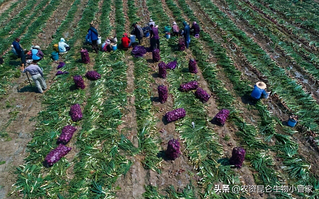 洋葱红根病的防治方法,洋葱黄叶烂根是怎么了