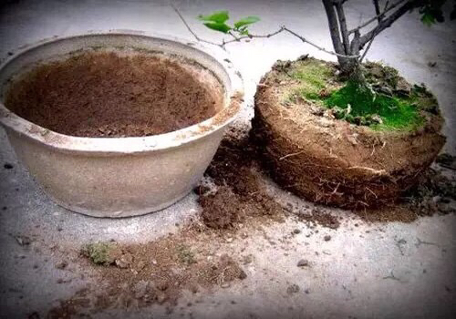 养花旧土怎样变营养土,想养花没有阳台怎么办