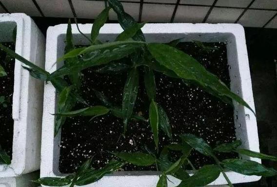 怎样让姜快速发芽做盆栽,盆栽植物姜